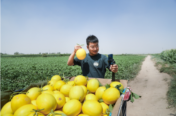 助力鄉(xiāng)村振興，抖音電商“富域計(jì)劃”甘肅沙地開播賣瓜