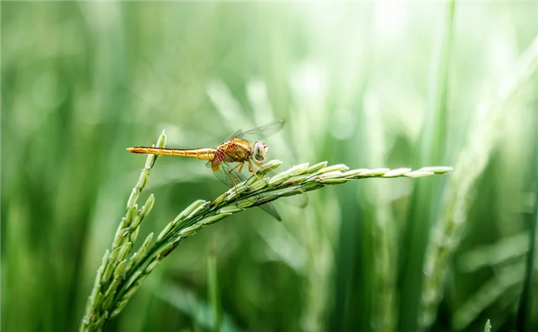 我國水稻技術重要突破：一年能割6次